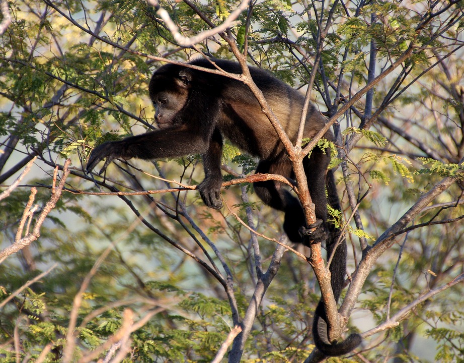 howler-monkey-1112746_960_720